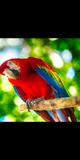 Parrot 