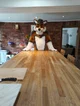 Cormack wolf Fursuit