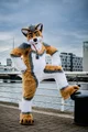 Cormack wolf Fursuit