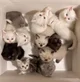 Box of Kittens