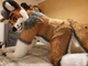 Cormack wolf Fursuit