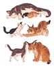 Warrior cats