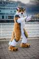 Cormack wolf Fursuit