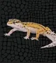 Gecko