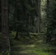 Коты ВоИтЕлИ RP