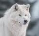 Artic Wolf