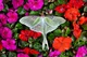 Luna moth