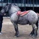Gray Draft Horse