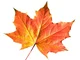 Maple Leaf_OC - NLC
