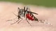 - mosquito alpha -