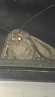 White witch moth