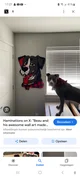 Beau haminations dog