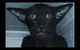 Skinwalker 