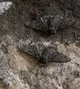 2 Darwin Moths