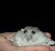 Hamter