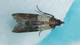Weevil moth