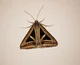 Trigonodes Hyppasia 