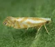Argyresthia Canadens