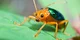 Bombardier Beetle