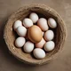 Chicken egg