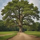 AMAZING OAK TREES