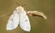 Lymantria Dispar