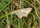 Suffolk moth