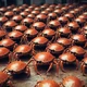 Crab army