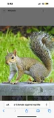Squirrel 