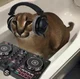 DJ floppa