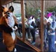 The Furry Zoo     
