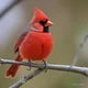 Northern Cardinal