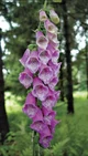 Foxgloves