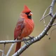 Northern Cardinal