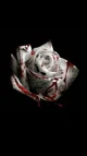 Blood rose