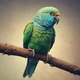 Your parakeet