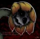 -flowey
