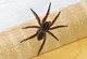 Wolf spider