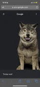 A Wolf