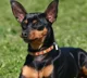 Pinscher