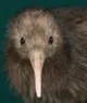 kiwi bird