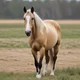 Dash