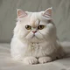 Ordinary Persian cat