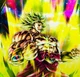 Broly Xeno