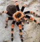 Orange Tarantula