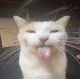 Silly cat