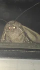 Moth Bully