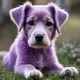 Purple Puppy