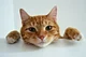 orange tabby cat