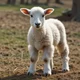 A lamb